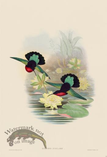 Gould Hummingbird 082